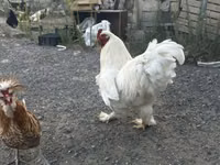 Chickens — zdjęcie 2