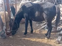 母马, Horses — 照片 1