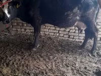Cow, Cattle — photo 2