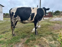 بقرة, Russian Black pied cattle — الصورة 2