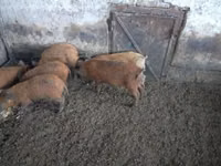 Verro — foto 5