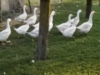 Geese — புகைப்படம் 2
