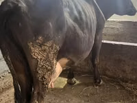 ძროხა, Russian Black pied cattle — ფოტო 1
