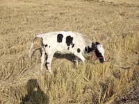 सांड, Russian Black pied cattle — फ़ोटो 2