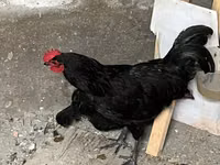 Chickens — zdjęcie 4