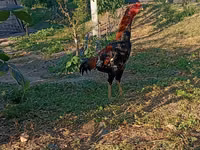 Chickens — Foto 1