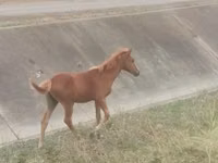 குதிரை, Azerbaijan horse — புகைப்படம் 3