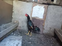 Chickens — foto 5
