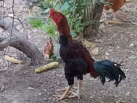 Chickens — foto 2