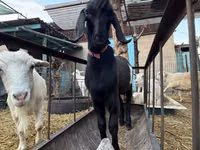 Koza, Beetal goats — foto 4
