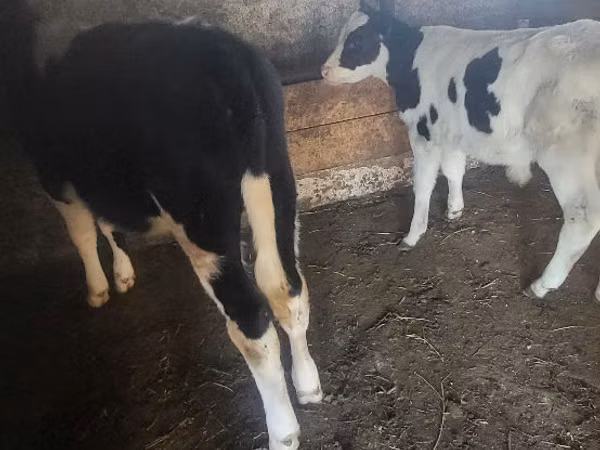 Buqa, Russian Black pied cattle