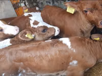 雄牛, Simmental cattle — 写真 3