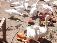 Geese — Foto 3