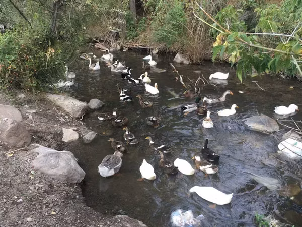 Ducks — أرمينيا