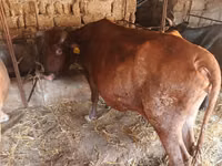 İnek, Yerli yaksı — foto 8