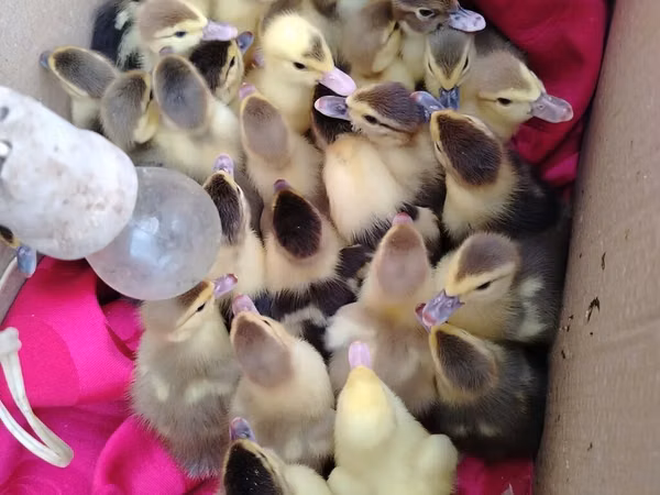 Ducks — Ozarbayjon