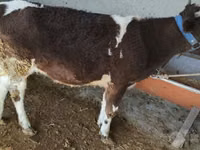 İnek, Swiss cattle — foto 1