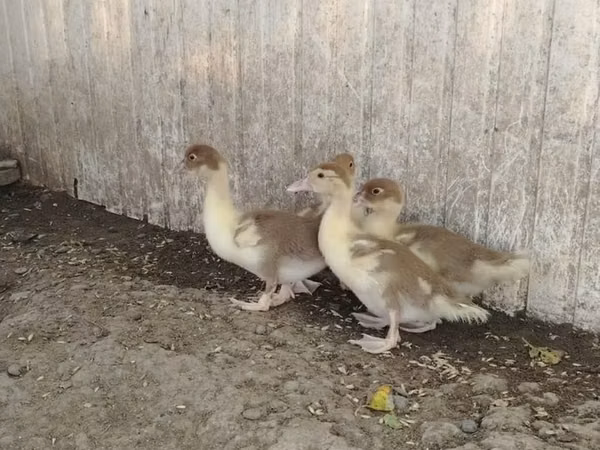 Ducks