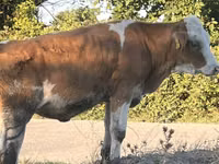 İnek, Simmental cattle — foto 5