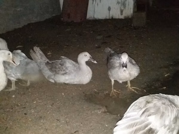 Ducks — Azerbaycan