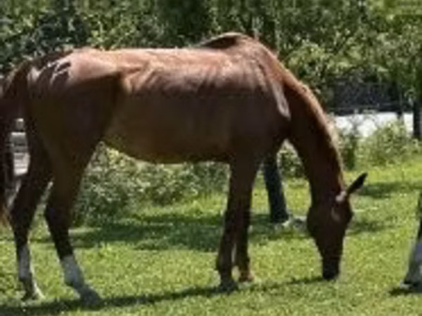 Cheval, Hungarian horse breed