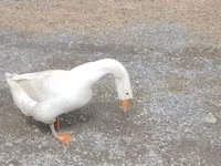 Geese — foto 1