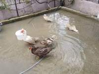 Turkeys — foto 3