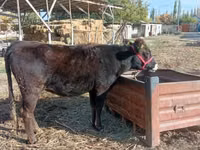 Krowa, Swiss cattle — zdjęcie 1