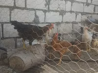Chickens — photo 3