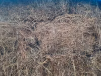 Yonca — foto 2