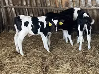 Boğa, Russian Black pied cattle — foto 2