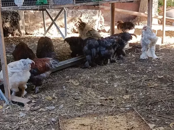 Brahma