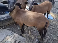 Qoʻchqor, Cameroon sheep — 3-rasm
