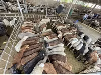 Ovce, Krasnoyarsk sheep — foto 6