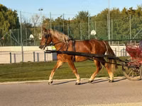 Kůň, Koně — foto 8