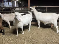 Ешкі, Kamori goats — 2-сурет