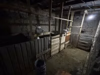 Koza, Saanen goat — zdjęcie 1