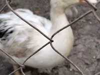 Ducks — الصورة 3