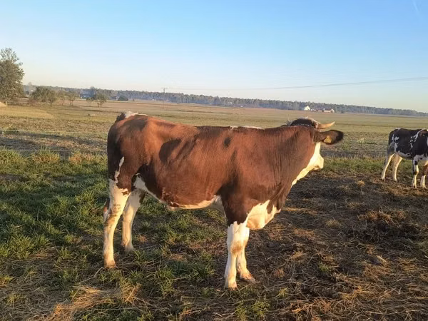 İnek, Simmental cattle