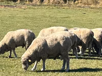 Beran, Australian merinos sheep — foto 2