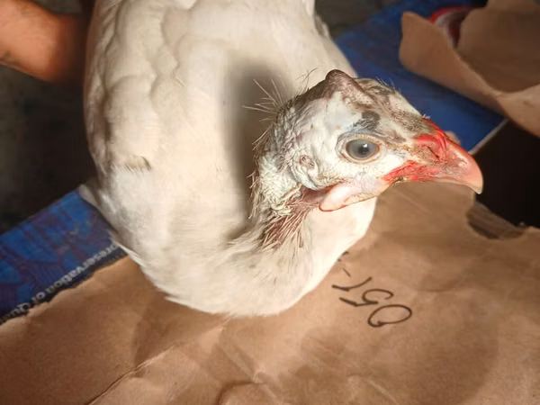 Chickens