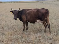 Vaca, Ukrainian grey cattle — foto 3