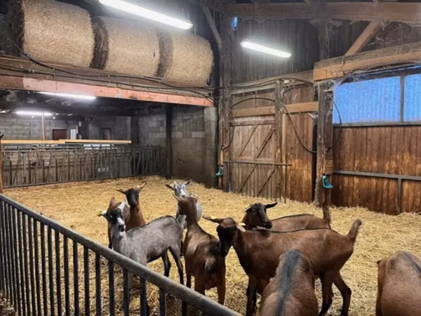 Cabra, Alpine goat