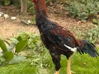 Chickens — புகைப்படம் 1
