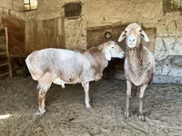 Bélier, Moutons — photo 2