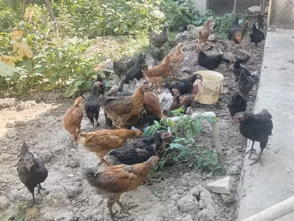 Chickens