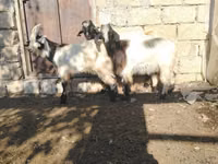Ziegenbock, Ziegen — Foto 4