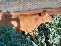 Toro, Ganado vacuno — foto 4