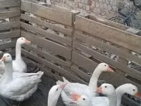 Geese — foto 2