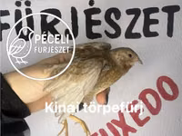 Quails — Foto 2
